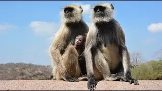Antelope, Deer, Wild Boar, Monkey and Crocodile of India
