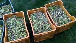 Raccolta olive e potatura grossolana...