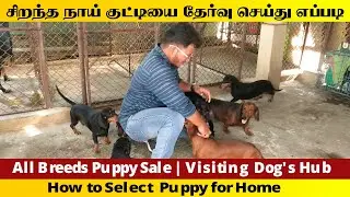 How to Select Puppy for Home | All Breeds Puppy Sale | Visiting Dog's Hub |நாய் பண்ணை