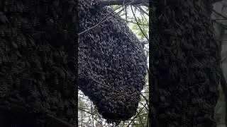 🍯 Wild Honey Harvesting in Farm Trees | Traditional Forest Beekeeping 🌳