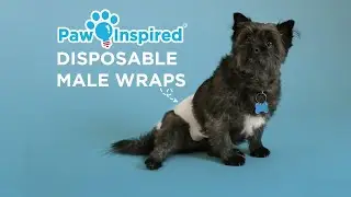 Ultra Protection Disposable Male Wraps | Paw Inspired&reg; Belly Bands #dog #maledog #dogdiapers