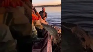 😱crocodile attacked on fisherman #trending #animals #shortvideos #shorts #viral #trend #short