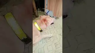 Skippy and L. A#shortvideo#lovely#cutedog#dog#aspin