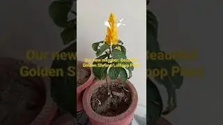 Golden shrimp or Lollipop Plant having botanical name Pachystachys lutea: Beautiful Evergreen Shrub