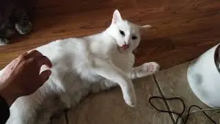 Zuri cat sure likes belly rubs