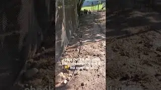 #Beefsector | my morning chicken routine link to full video in comments