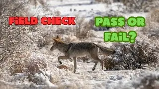 3 Things Veteran Coyote Hunters Notice Before You Ever Make a Call