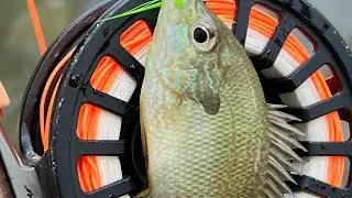 TOP WATER RIVER FLY FISHING 7wt