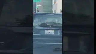 Dog Spotted Licking Car's Rear Window at Stop Light - 1143719