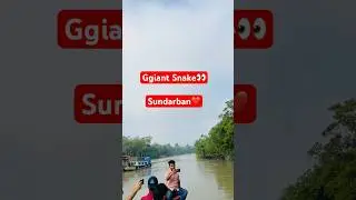 giant snake 👀😰.Sundarban🇧🇩⚡⛰️