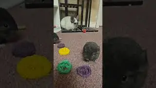Miss Farley and two baby chinchillas newborn