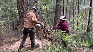 Jacking a heavy Doug Fir revisit Odie falls