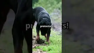 5 Amazing Facts about Rottweilers!!🐶🐶
