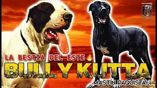 🐲💥 Bully Kutta ► La Bestia Gigante del Este | The Legendary Eastern War Dog