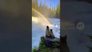 Stuck in Nature: Dog vs. Human Chill Mode!