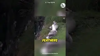 Why This Bird Vomits On You To Defend Itself