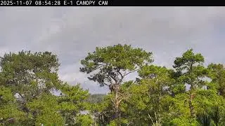 KNF E-1 - 2025.11.07 - First bonding/mating/copulating attempt of the season on cam
