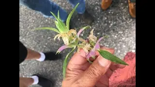 Unbelievable pygmy forest.   This is a MUST SEE !!! Florida Pan Handle - Carrabelle 8/17/2019