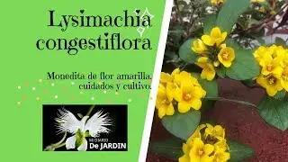 LYSIMACHIA CONGESTIFLORA, monedita de flor amarilla, mi diario de Jardin