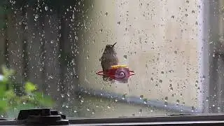 Happy National Hummingbird Day!