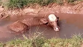 Beautiful brown clour buffalo baby.Buffali baby swimming water.