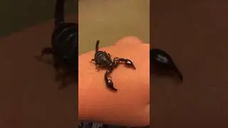 Handling my glowing scorpion
