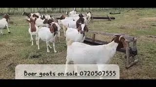 Boer goat farming in Kenya 0720507555 #boergoatskenya #boergoatinkenya