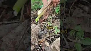 -The process of harvesting wild bamboo shoots
