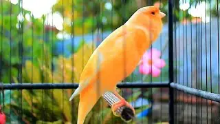 Canto lindo em HD do canário-belga — perfeito para treinar e estimular o acasalamento! 185