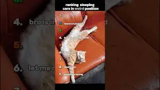 ranking cats weird sleep positions #shorts #ranking #tiktok #cutecats