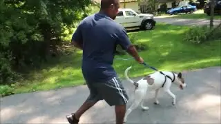 Perfect Dog Walk in Minutes - The Amazing SafeCalm Dog Training Collar - safecalm.com