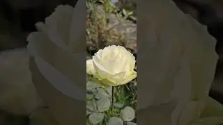 beautifull rose #youtubeshorts #garden #flower #whowillbemylifepartnerta #flowergardening #newsong