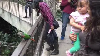 The Bird Kingdom