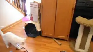 Positive training with my cat Blizzard