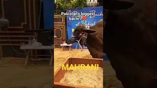 Pakistan's biggest bachri MAHRANI ❤️🤯#bakraeid2025 #bakraeidspecial #dilpasandcattlefarm#shortsfeed