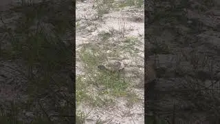 Gopher Tortoise and new burrow in NW Cape Coral