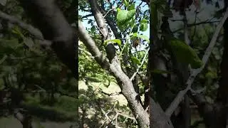 #calmingvideos #satisfyingcut #peacefulviews #aestheticlife #rurallife #manandnature #slowvibes #new