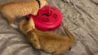 New toy for Fen and Remi
