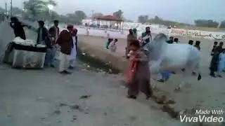 Sibi Mela 2019