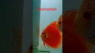 Discus fish breeding progress #exoticaquariumfish #trending #youtubeshorts #shorts