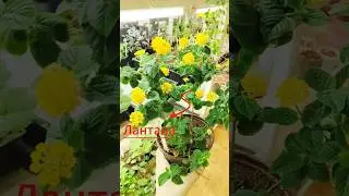 Лантана-тропический кустарник в горшке дома. #лантана
