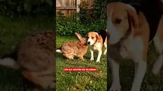 Rabbit and Dog fight #rabbit #dogshorts #shortvideo #aishorts