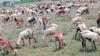 Sheeps eating food