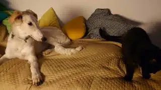 Borzoi puppy asking old cat to play