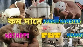 Naihati pet market | কম দামে Mongolian gerbil|syrian hamster | angora rabbit | dwarf hamster 