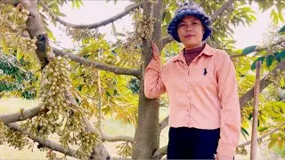 ទៅជំរះស្មៅ I went to pick the durian grass that was blooming.@SokleangFamilylife