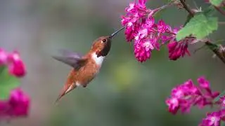 The Red Flowering Currant