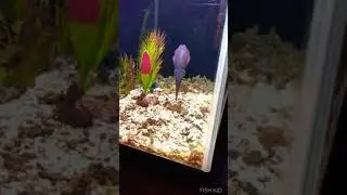 AGGRESIVE SQUIDFISH#feedingvideo#fishingfreaks#monsterfish#aquarium#aggressive#squid#fish#petstation