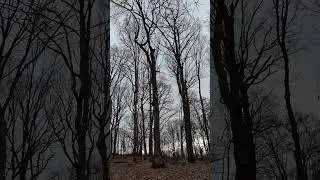 Geese Flying around the woods looking for food