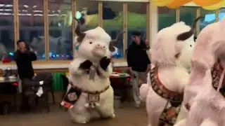 6233:Dancing &ldquo;yak&rdquo; mascots entertain Chinese visitors in Lhasa caf&eacute;